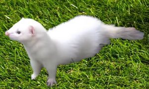 best ferrets diet review