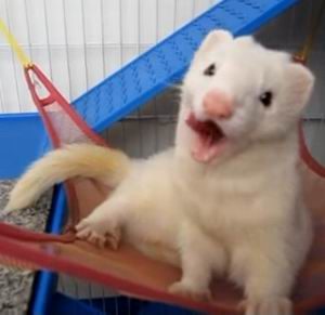 ferret diet guide