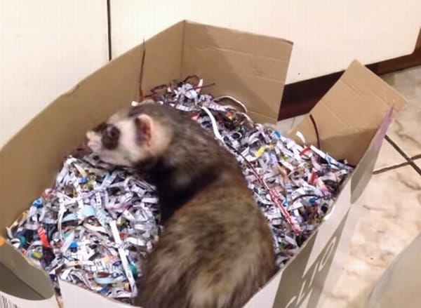 best bedding for ferret reviews