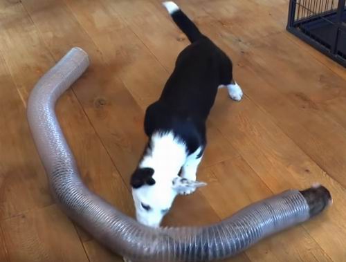 dogs and ferrets