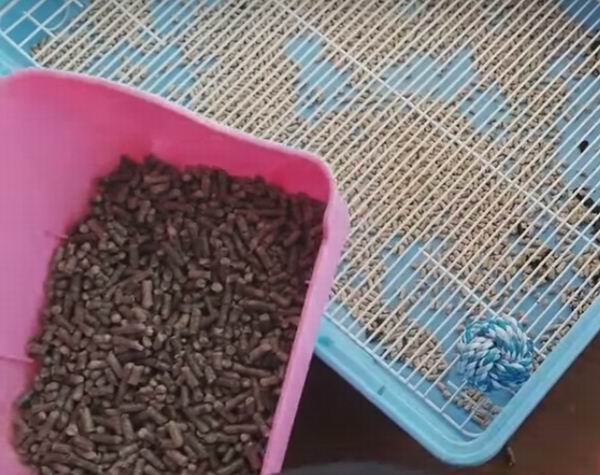 ferret litter box substitute
