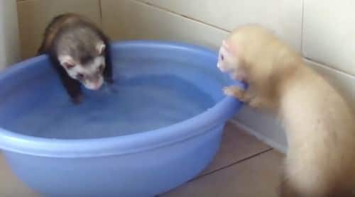 Do Ferrets Like to Play in Water