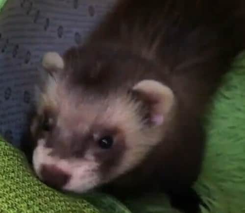 What Can Ferret Eat at Home