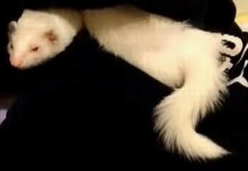 can ferrets eat fish