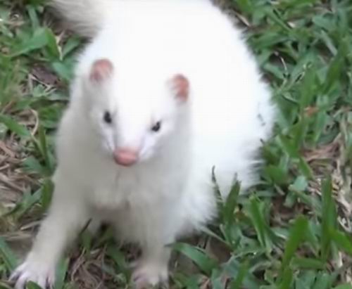 what human food can ferrets eat