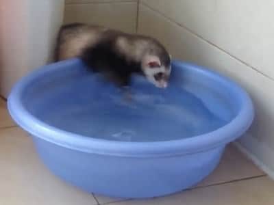 do ferrets smell bad