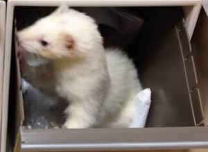 ferrets as pets pros and cons