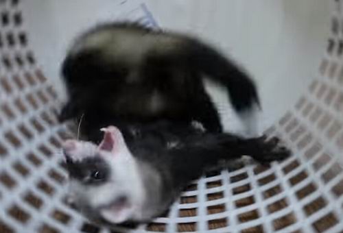 how long do ferrets grow