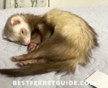 Best Bedding for Ferrets