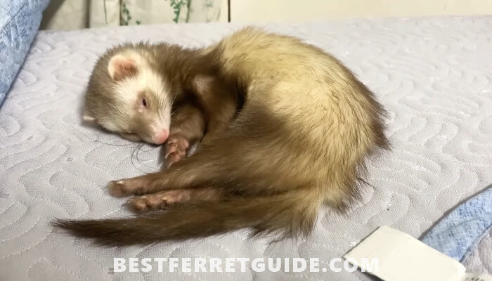 Best Bedding for Ferrets