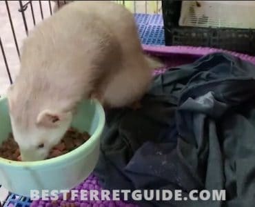 Can You Feed Ferrets Cat Food