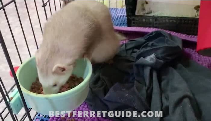 Can You Feed Ferrets Cat Food