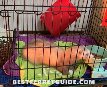 Can Ferrets Use Cat Litter