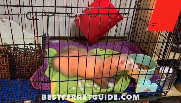 Can Ferrets Use Cat Litter