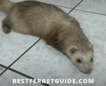 Can Ferrets Eat Carrots