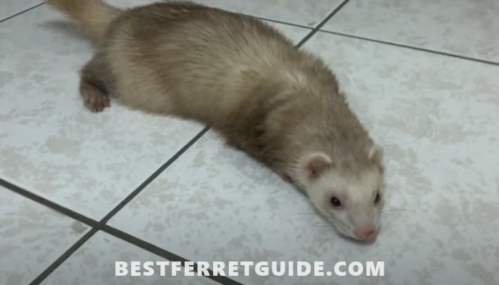 How to Choose Right Cat Food for Ferrets