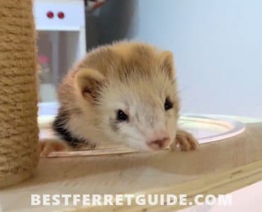 Can Do Ferrets Eat Mice