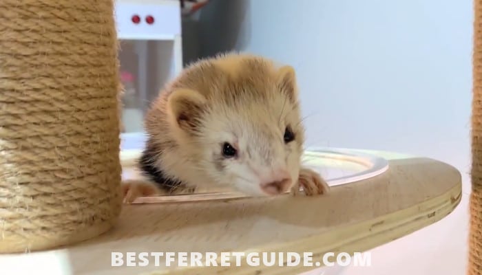 Can Do Ferrets Eat Mice