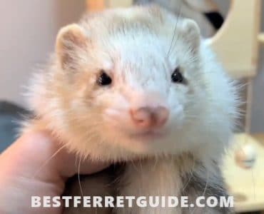 What Do Ferrets Eat in the Wild