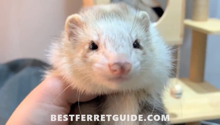 What Do Ferrets Eat in the Wild