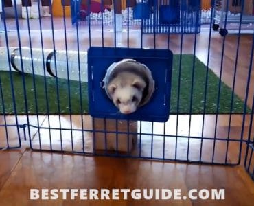 What Do Ferrets Like to Play With