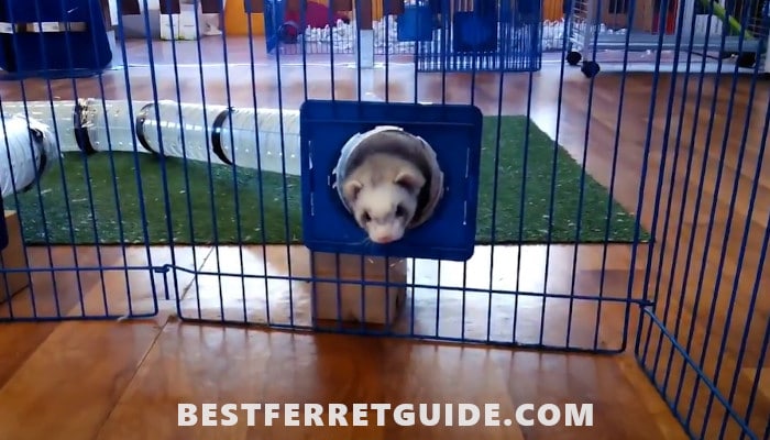 What Do Ferrets Like to Play With