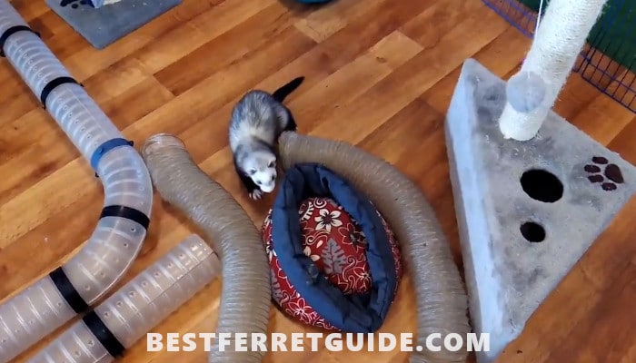 How Do Ferrets Play at home