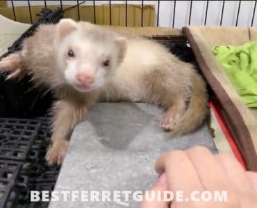 Best Litter For Ferrets