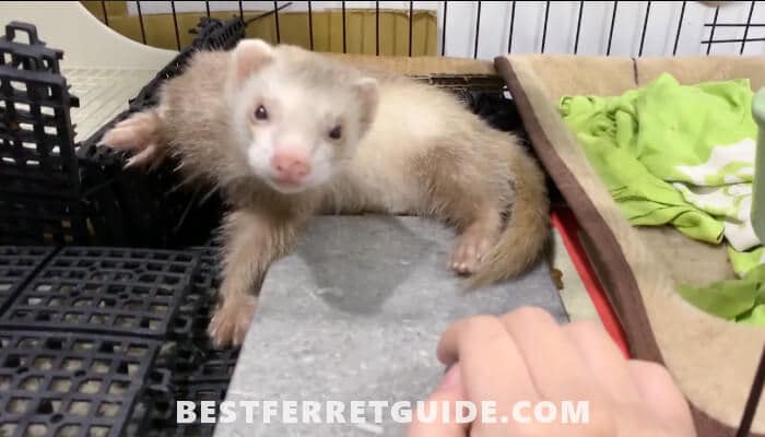 Best Litter For Ferrets