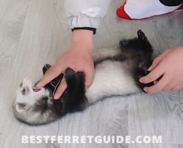 How to Stop a Ferret from Biting