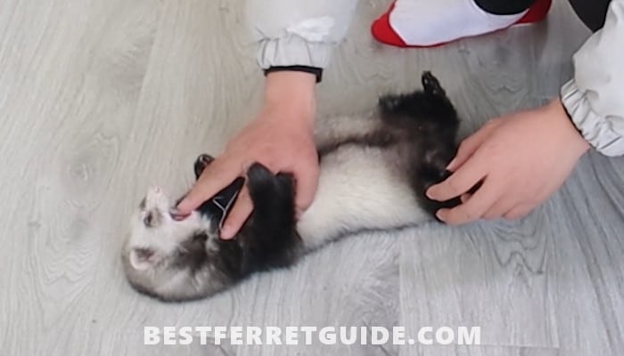 How to Stop a Ferret from Biting