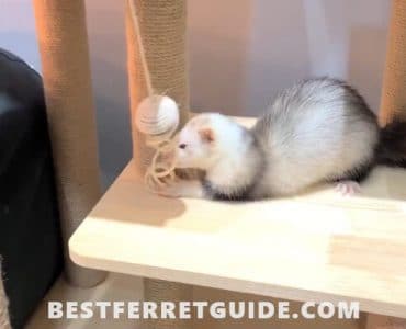 Best Ferret Toys