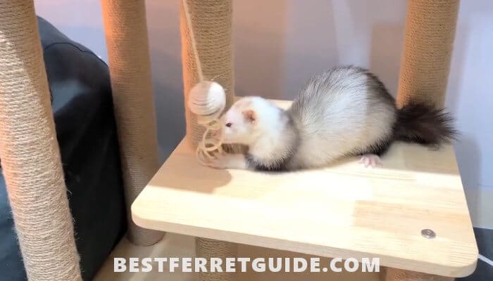 Best Ferret Toys
