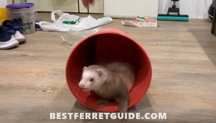 How to Play with a Ferret