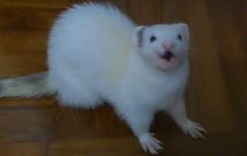 how to take care of ferrets