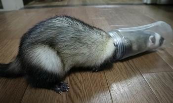 what do ferrets like to do