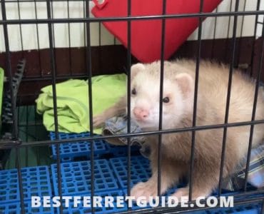 How Big Should a Ferret Cage Be?