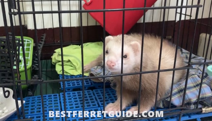 How do You Potty-Train a Ferret