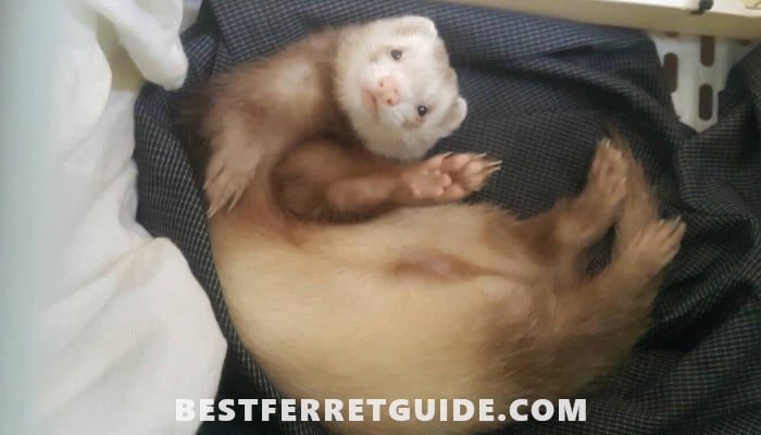 Do Ferrets Need a Lot of Space