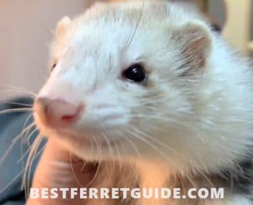 How Long Do Ferrets Live in Captivity