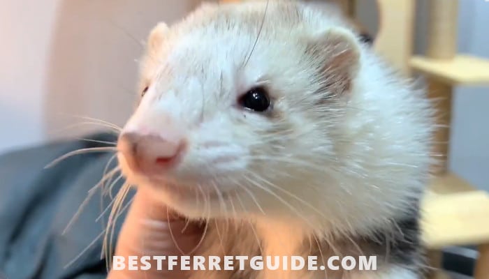 How Long Do Ferrets Live in Captivity