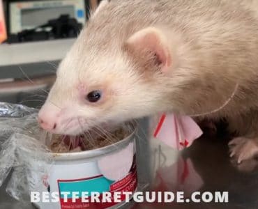 Can You Feed Ferrets Cat Food
