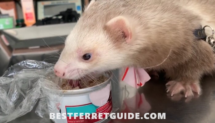 Can You Feed Ferrets Cat Food