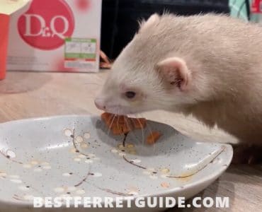 Best Ferret Food