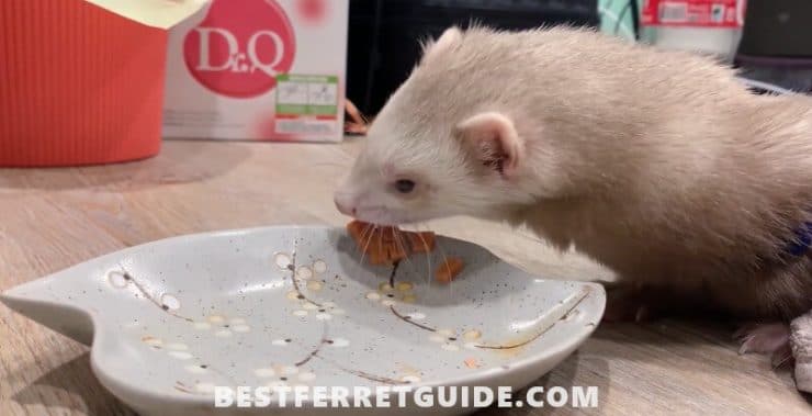 Best Ferret Food
