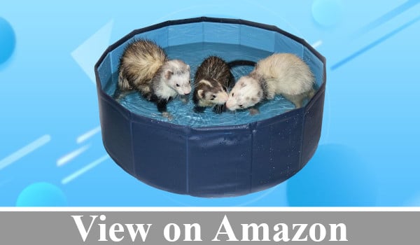 Marshall Ferret Swiming Pool review