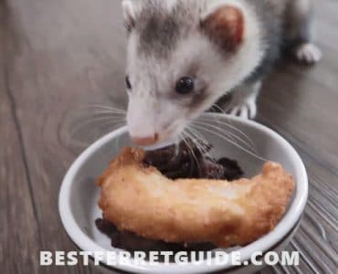 What do Ferrets Like to Eat
