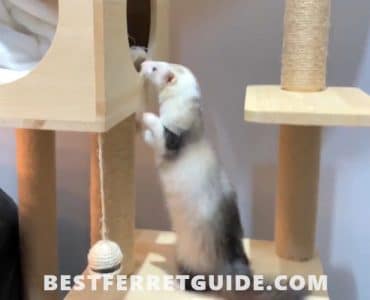 How to Potty Train a Ferret