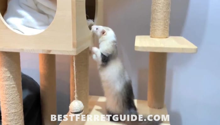 How to Potty Train a Ferret
