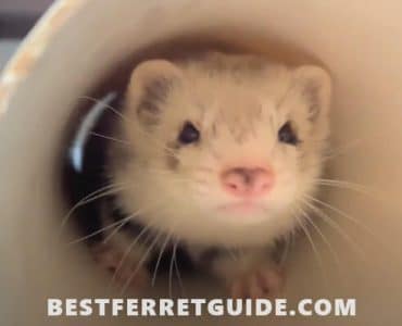 Can Ferrets Eat Eggs